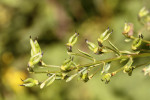 Sterilní měchýřky křížence Aconitum ×berdaui jsou uspořádány do tvaru vázy. Foto J. Janeček