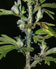 Mšice kyjatka stračková (Delphiniobium junackianum) je významným škůdcem oměje tuhého moravského. Foto J. Janeček