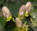 Hruškovitý tvar lysých poupat oměje pestrého (Aconitum variegatum). Foto J. Janeček