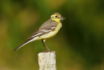 Samička konipasa citronového (Motacilla citreola) s potravou v zobáku na lokalitě Chaloupky dne 29. června 2022 krmila mládě, které již hnízdo opustilo. Druhé mládě nebylo nikdy spatřeno mimo hnízdo, patrně zahynulo. První mládě se ukrývalo v hustém bylinném porostu, takže vlastní akt krmení nemohl být dokumentován. Jde nicméně o doklad prvního hnízdění v r. 2022. Foto V. Zavadil