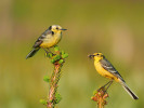 Pár konipasa citronového (Motacilla citreola) nad hnízdem – samice vpravo s potravou v zobáku na lokalitě Rolava 18. června 2023. Samec je nápadný nejen zářivou žlutí, ale i jednoduchým, typickým a pronikavým zpěvem. Foto V. Zavadil