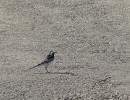 Samec konipasa bílého anglického (Motacilla alba ssp. yarrellii) se odlišuje od nominotypického poddruhu černým hřbetem, černavou barvou po stranách hrudi a tmavošedými boky. Rolava, 8. července 2024. Foto O. Bušek