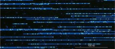 Fotografie molekul DNA v nano­kanálcích. Lze je pozorovat v podobě modrých vláken se zeleně zářícími  body vyznačujícími sledovaný  sekvenční motiv. Orig. H. Toegelová