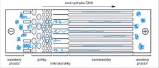 Schéma stavby nanofluidního čipu. Modře je znázorněna DNA pohybující se strukturami čipu od katody směrem k anodě. V oblasti pilířků a mikrokanálků dochází k postupnému rozplétání a natahování molekul. V nanokanálcích se již pohybují zcela natažené molekuly DNA. Orig. H. Toegelová