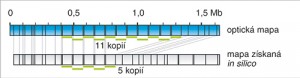 Analýza oblasti tandemově uspořádané repetice DNA – porovnání optické mapy s mapou získanou in silico štěpením sestavené sekvence (blíže viz obr. 4). Porovnání obou map umožnilo určit  skutečný počet jednotek tandemově uspořádané repetice a délku celého úseku. Orig. H. Toegelová