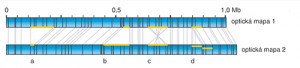 Příklad strukturní variability mezi  ge­nomy dvou jedinců. Srovnáním optických map dvou blízce příbuzných jedinců mů­žeme identifikovat několik typů  přestaveb DNA: delece (a), inzerce (b), inverze (c) nebo duplikace (d). Svislé černé linie uvnitř obou map znázorňují pozice sekvenčních motivů, šedé  propojující linie představují shodu mezi  motivy optických map obou jedinců. Orig. H. Toegelová