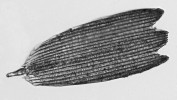 Šupinka z vrchní strany předního křídla samce batolce červeného formy clytie. Foto: G. M. Hagen a P. Křížek