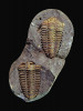 Dvojice jedinců druhu Placoparia cambriensis. Další z trilobitů, kteří jsou typičtí pro GOBE v pražské pánvi. Realistický prostorový vzhled těchto, a stejně i dalších vyobrazených zkamenělin ze šáreckého souvrství umožnilo jejich zachování ve sběratelsky populárních rokycanských kuličkách. Foto P. Kraft