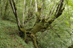 I v lesních porostech se dají objevit v minulosti ořezávané stromy a na Balkáně nejsou dosud vzácností. Na babku ořezávaný buk lesní (Fagus sylvatica) na zarostlé pastvině v údolí nad obcí Tjentište v národním parku Sutjeska. Bosna a Hercegovina (2022). Foto D. Svoboda