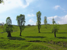 Pestrý soubor ořezávaných stromů, většinou jasanů ztepilých, byl v r. 2004 k vidění v odlehlé osadě asi 10 km severovýchodně od vesnice Cerna-Sat na úpatí pohoří Godeanu v rumunských Jižních Karpatech. Jako solitéry rostly na druhově bohatých orchidejových loukách a pastvinách stromy ořezávané na „babku“ , většina z nich byla však ořezávána po celém kmeni. Foto K. Boublík