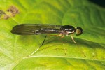 Samec bráněnky Ptecticus longipennis – druh byl popsán C. R. W. Widemannem již v r. 1824 a vyskytuje se na území od Indie až po Filipíny a Velké Sundy. Jeho larva žije v internodiích bambusu. Foto D. Kovac