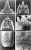 Larva bráněnky Ptecticus brevipennis. Hlava a první hrudní článek shora (obr. a), apikální třetina hlavy shora (b),  apikální třetina hlavy z břišní strany (c), pravé čelistní makadlo se skupinou senzil (d), zadečkové články z břišní strany (e), střední část zadečkových článků z břišní strany (f). Zkratky: a – tykadlo (antenna), an – anální štěrbina, as – apikální čelistní brvy, Cf – větvené klypeofrontální štětiny (čelní štítek –  klypeus není u larev bráněnek oddělen od čela – frons), cs – kutikulární šupiny, Dl – dorzolaterální štětina, L – laterální štětiny, Lb – labrální štětiny na horním pysku (labrum), mo – žvýkací (molární) část komplexu z kusadla (mandibula) a čelisti (maxilla), mp – čelistní makadlo se skupinou senzil, Sa – subapikální štětina, sp – sternální skvrna, Vl – ventrolaterální štětina. Upraveno podle: R. Rozkošný a D. Kovac (1998)