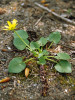 Orsej jarní blatoucholistý (F. verna subsp. calthifolia). U nás rostoucí taxon tohoto rodu má vzpřímený habitus, přízemní listovou růžici a neprodukuje úžlabní pacibulky. Bulhary, jižní Morava. Foto M. Duchoslav 