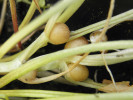 Detail pacibulek v úžlabí listů u orseje jarního pravého, kromě něj se pacibulky tvoří i u poddruhu ficariiformis. Wageningen, Nizozemsko. Foto J. Uhlířová