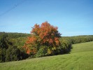 Stromy jeřábu oskeruše (Sorbus domestica) v otevřené krajině vytvářejí dominantní koruny, na podzim s krásně vybarvenými listy. Foto V. Hrdoušek