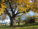 Vitální „Adamcova oskoruša“ – jeřáb oskeruše (Sorbus domestica) na vrchu Žerotín u Strážnice, s obvodem kmene 4,62 m, byla v r. 2007 zapsána jako nejmohutnější ovocný strom České republiky. Foto V. Hrdoušek