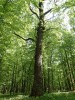 Koruna oskeruše  v lesním porostu – více než 200 let starý strom ze Ždánického lesa. Foto V. Hrdoušek 