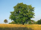 Koruna oskeruše rostoucí v otevřené krajině vinohradů a pastvin Bílých Karpat – 200letý strom. Foto Z. Špíšek 