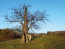 Miklova oskoruša“ ve Zlámanci nedaleko Uherského Hradiště má obvod kmene 4,5 m a stáří je odhadováno  na 500 let (snímek z r. 2013). Foto V. Hrdoušek