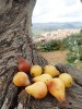 Plody oskeruše. Odrůda z Itálie – Sicilská žlutá Parrocchiane. Foto V. Hrdoušek