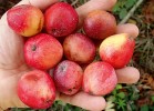 Plody oskeruše. Odrůda z Itálie –  Sicilská červená. Foto V. Hrdoušek