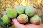 Plody oskeruše. Odrůda z Itálie – Indigniente. Foto V. Hrdoušek