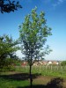Koruna oskeruše rostoucí v otevřené krajině vinohradů a pastvin Bílých Karpat – mladý 10letý strom.  Foto Z. Špíšek 