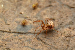 Samice ostníka pavoukožravého  (Ero furcata). Foto T. Killick.