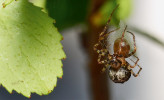 Samice ostníka pavoukožravého  (Ero furcata) při kladení vajíček. Foto T. Killick.