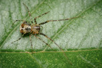 Samice ostníka hrbolkového (Ero tuberculata). Foto R. Šich