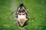 Zadní strana zadečku  ostníka hrbolkového (Ero tuberculata) se čtyřmi hrbolky.  Ostníci rodu Ero byli zvoleni pro titul Evropský pavouk roku. Foto R. Šich