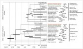 Molekulární fylogenetický chronogram skupiny Osteoglossomorpha  za použití sekvencí tRNA genů a kalibrovaný dvěma metodami – s logaritmicko- -normálním rozdělením (nahoře)  a standardně (dole). Ukazuje dva  různé intervaly oddělení obou skupin  populací motýlkovců. Černě vyznačena rozpětí kalibrací pomocí nálezů  fosilií, šedě molekulárními znaky,  bíle totéž pro motýlkovce.  Upraveno podle: S. Lavoué (2016)
