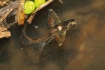 Motýlkovec v malém potoce  asi 20 m od ústí do veletoku řeky Kongo.  Jihovýchodní Kongo (Brazzaville) Foto V. Gvoždík