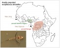 Rozšíření motýlkovce afrického se dělí na dvě hlavní skupiny populací – nigerskou (zeleně) a konžskou (červeně). Šipkami jsou vyznačeny další známé  izolované populace. Upraveno podle:  S. Lavoué a kol. (2011). Jedinec ze zaplaveného deštného lesa na severozápadě Konga (Brazzaville)