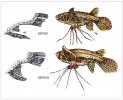 Pohlavní dvojtvárnost motýlkovce – samec a samice mají jiný tvar řitní plou­tve. Orig. M. Chumchalová, upraveno podle: L. Hanel a J. Novák (1982)