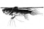 Rozmnožení motýlkovce afrického v akváriu se podařilo v Praze už v r. 1912. Dobový obr. z Akvaristických přírodopisných listů (Brno 1928)