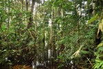 Záplavový deštný les – typický  biotop motýlkovce poblíž řeky Lopori v centrální Demokratické republice  Kongo (Kinshasa). Foto V. Gvoždík