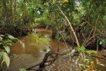 Motýlkovec africký (Pantodon buchholzi) obývá v Kongu zejména klidnější vody, ale podél zarostlých břehů  se šíří i v řekách. Říčka Moanakota  v pralesích na severozápadě Konga (Brazzaville). Foto V. Gvoždík