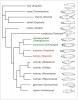 Molekulární fylogenetický strom skupiny Osteoglossomorpha ukazuje, že jihoamerické arapaimy a africký fantang jsou příbuzné sesterské linie. Upraveno podle: S. Lavoué a J. P. Sullivan (2004)