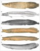 Typové exempláře taxonomicky známých druhů rodu Arapaima. A – arapaima obecná (A. arapaima), B – arapaima Agassizova (A. agassizii), C – arapaima obrovská (A. gigas), D – arapaima (a)mapská (A. mapae), E – arapaima štíhlotělá (A. leptosoma). Upraveno podle: L. Castello a D. J. Stewart (2008) a D. J. Stewart (2013)