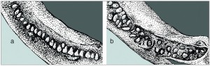 Arapaimy se liší také ozubením dolní čelisti. a – arapaima (a)mapská, b – arapaima obrovská má jako jediný druh zuby ve dvou řadách. Orig. M. Chumchalová, upraveno podle: L. Castello a D. J. Stewart (2008 a 2010)