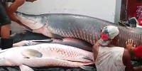 Nakládání pravděpodobně ilegálně ulovených arapaim ukazuje, o jak velké ryby jde (z tajně natočeného videa).
