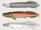 Jihoamerické  ostnojazyčné ryby arapaimy (Arapaima) poutaly jako jedny z největších  sladkovodních ryb světa pozornost vědců  už od počátku 19. stol. Nahoře kresba  G. Cuviéra (1816)  označená v té době  jako rod Sudis. Uprostřed ilustrace Sudis pirarucu  z práce J. B. Spixe  a L. R. Agassize (1829). Dole kostra  téhož jedince  (její vznik dozoroval  L. R. Agassiz) – šlo o typový exemplář  druhu popsaného A. Valenciennesem v r. 1847 jako Vastres agassizii, nyní druh Arapaima agassizii.