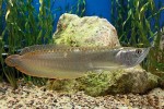 Dospělá arowana dvojvousá (Osteoglossum bicirrhosum) jako obyvatel kalných „bílých“ vod postrádá výraznější zbarvení. U tohoto jedince jsou velice dobře viditelné vousky na dolní čelisti,  které jsou společným znakem arowan  a baramundi. Foto M. Sloviak