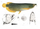Baramundi asijský (Scleropages formosus) a jeho anatomické znaky  na původní ilustraci k popisu druhu.  Orig. S. Müller a H. Schlegel (1840)