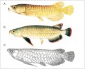 Vzhled baramundi asijského (Scleropages formosus) podle různých historických prací. Jedinec z Bornea (A, orig. P. Bleeker, 1870),  ryba z jezera Sriang na Borneu  (B, orig. E. von Martens, 1876) a exemplář ze Sumatry (C, orig. M. W. C. Weber  a L. F. de Beaufort, 1910)