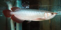 Baramundi asijský (Scleropages formosus) z akvarijního  chovu, šlechtěná forma Chilly Red.  Na obr. mladý jedinec, plného a ceněného zbarvení dosáhne až v dospělosti, tedy asi za dva roky. Foto L. Holasová