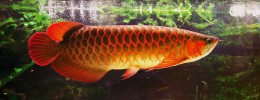 Červená forma baramundi asijského akvarijního původu patří k nejvyhledávanějším a nejdražším formám těchto ryb. Jedinec na obr. dobře odpovídá popisu  baramundi Legendreho (Scleropages legendrei) z centrálního Bornea (viz obr. 12A). Foto M. Barna