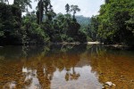 Ostnojazyčné ryby rodu baramundi (Scleropages) vyhledávají v jihovýchodní Asii řeky nebo jezera v tropickém  deštném lese s porosty stromů  na březích. Řeka Tahan, národní park Taman Negara, Malajský poloostrov.  Foto D. Jablonski