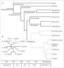 Fylogenetický strom ostnojazyčných ryb názorně ukazuje, že nožovcovití (Notopteridae) se dělí na africkou  a asijskou větev (viz obr. 3) a že k jejich  oddělení došlo mezi 80 až 120 miliony let. Upraveno podle: S. Lavoué (2016;  obr. 2A) a F. F. Barby a kol. (2018; obr. 2B)